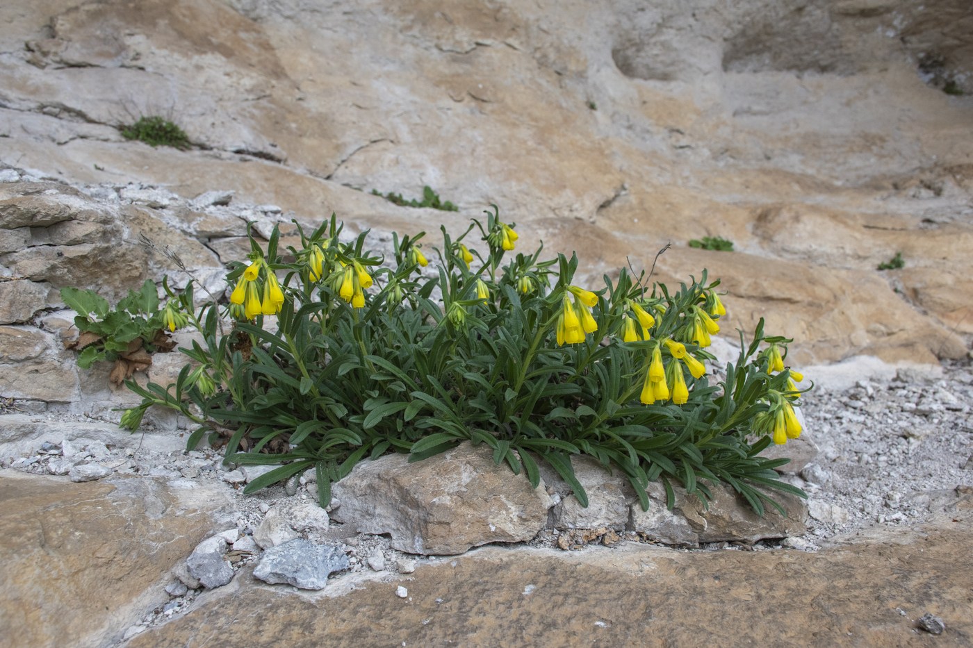 Image of Onosma taurica specimen.