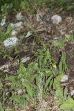 familia Brassicaceae. Плодоносящее растение. Крым, Бахчисарайский р-н, гора Баба-Даг, окр. Мангуп-Кале, плато, лиственный лес. 01.06.2025.