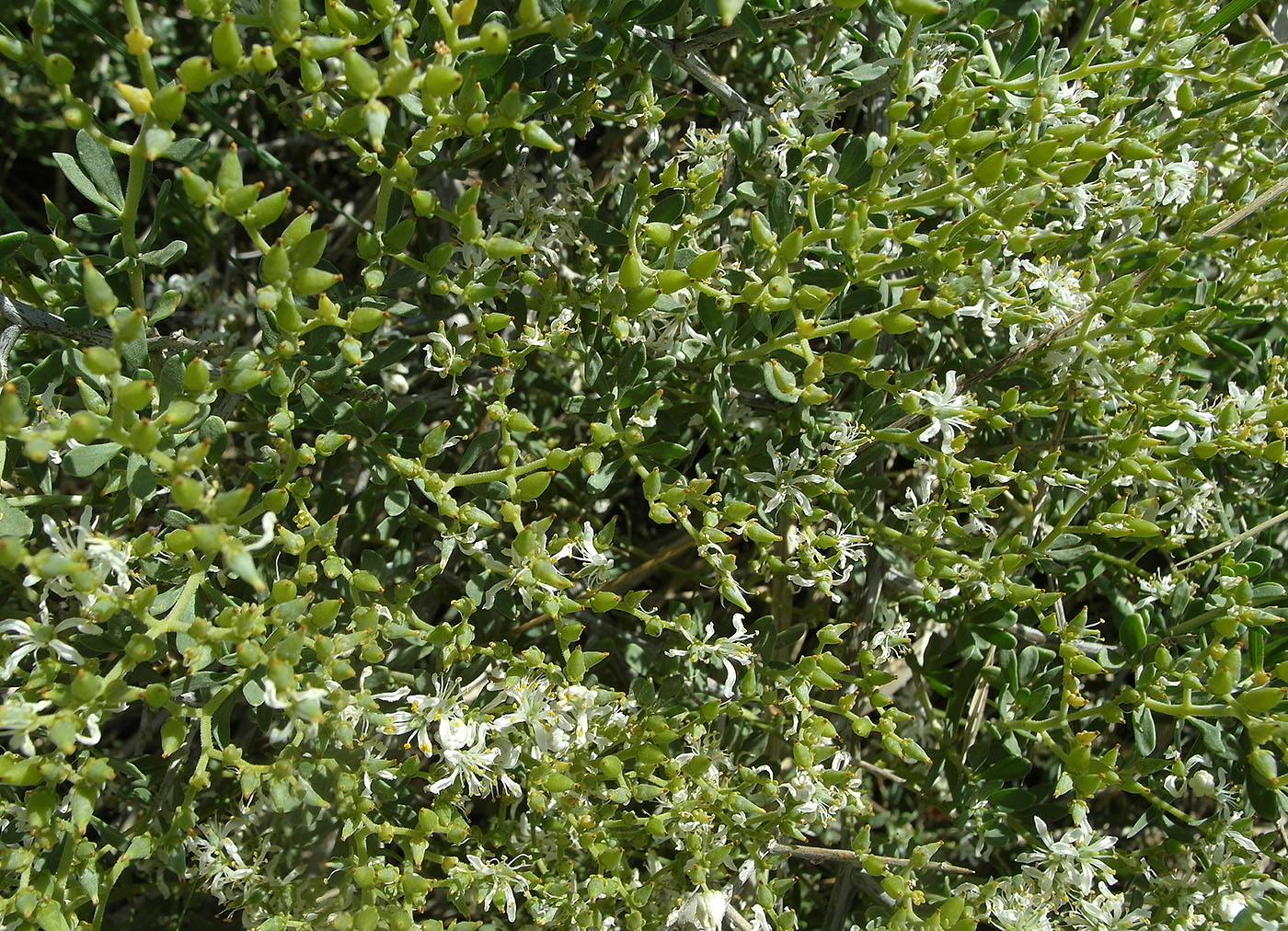 Image of Nitraria schoberi specimen.