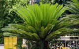 Cycas revoluta. Верхушка вегетирующего растения. Китай, г. Шанхай, в культуре. 25.05.2025.