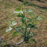 Ficus carica. Вегетирующее растение. Абхазия, окр. г. Новый Афон, вершина Иверской горы, подпорная крепостная стена. 12.06.2025.