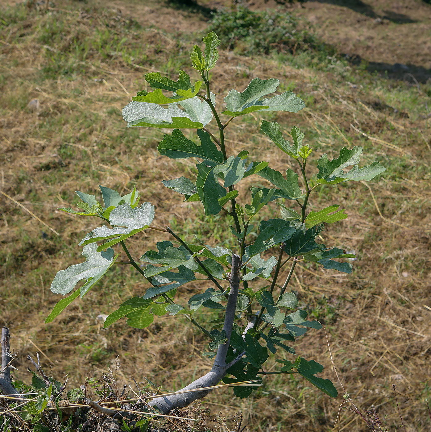 Изображение особи Ficus carica.