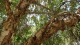 Betula pamirica. Часть кроны взрослого дерева. Таджикистан, Горно-Бадахшанская автономная обл., Рушанский р-н, хр. Сарезский, восточная часть Сарезского оз., р. Берёзовая, тугай. 6 июля 2025 г.