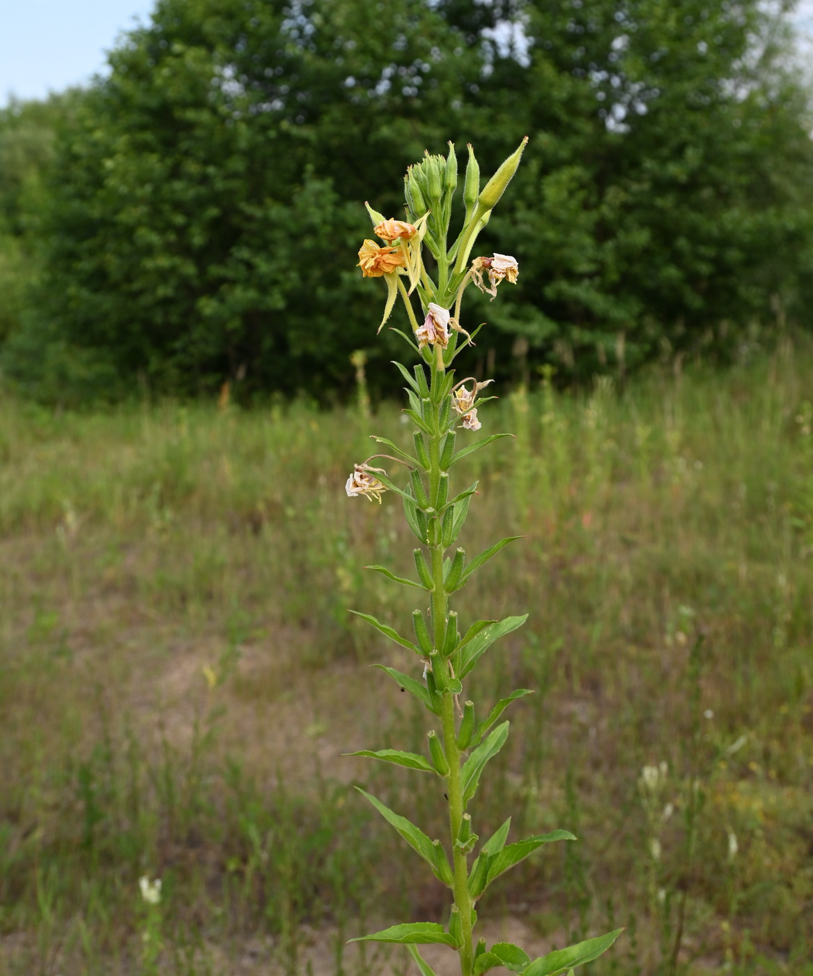 Image of Oenothera biennis specimen.