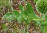 Echinops davuricus. Лист. Читинская обл., Акшинский р-н, окр. пос. Курулга. 30.06.2004.