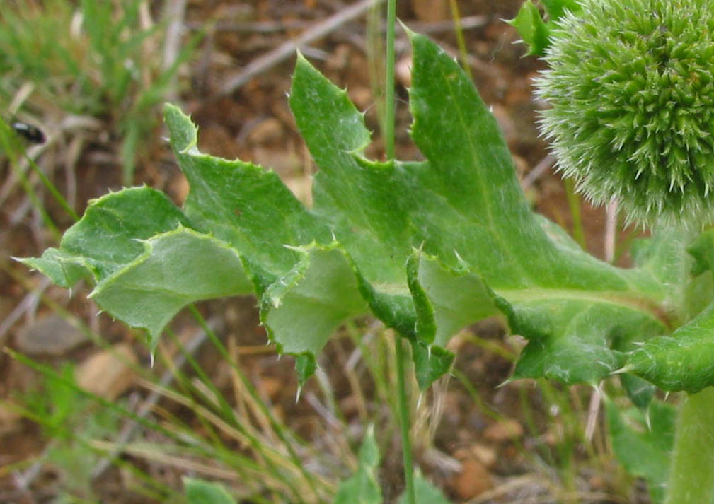 Изображение особи Echinops davuricus.