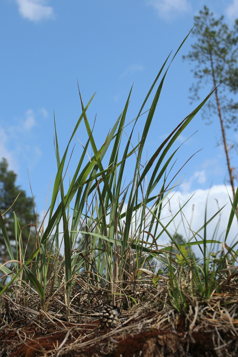 Image of Calamagrostis epigeios specimen.