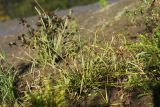 Cyperus michelianus. Плодоносящее растение. Приморский край, Уссурийский ГО, окр. ж.-д. пл. 9194 км, дол. р. Раздольная на левом берегу, пойма, на илистой отмели. 22.09.2025.