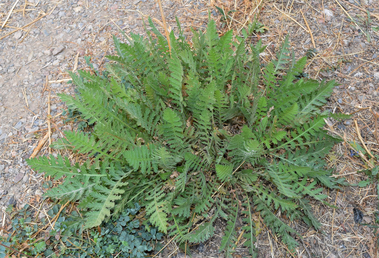 Изображение особи Achillea filipendulina.