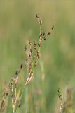Juncus atrofuscus