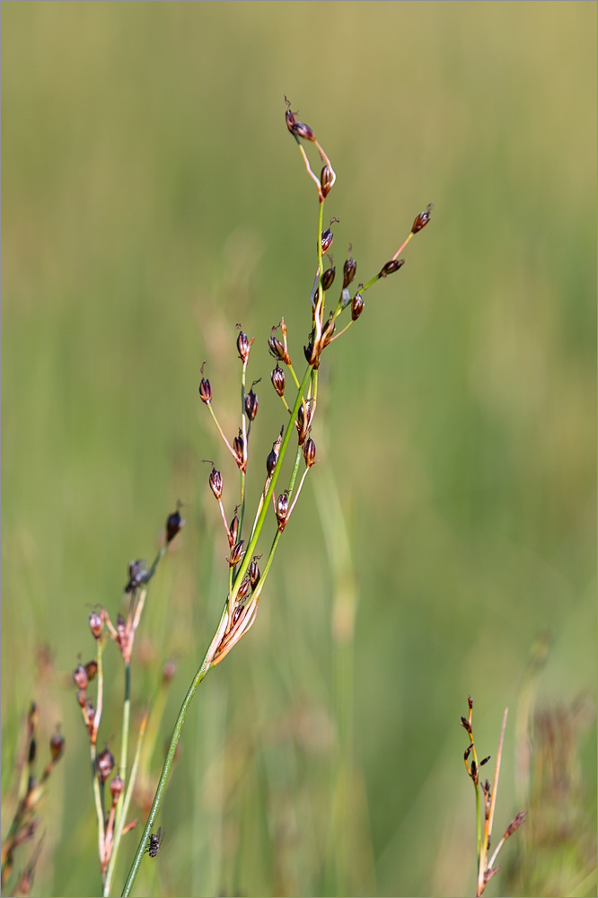 Image of Juncus atrofuscus specimen.