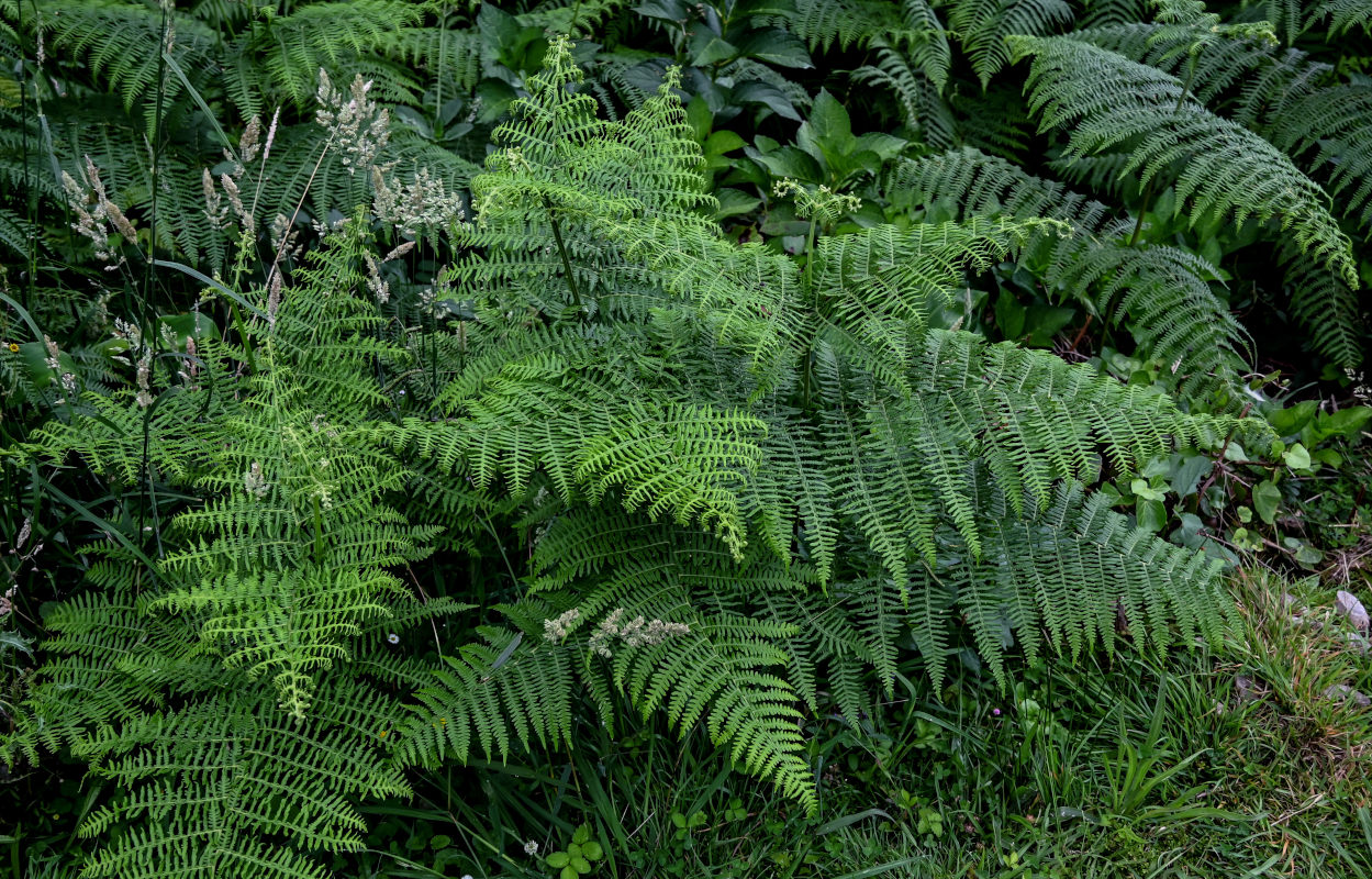 Изображение особи Pteridium aquilinum.