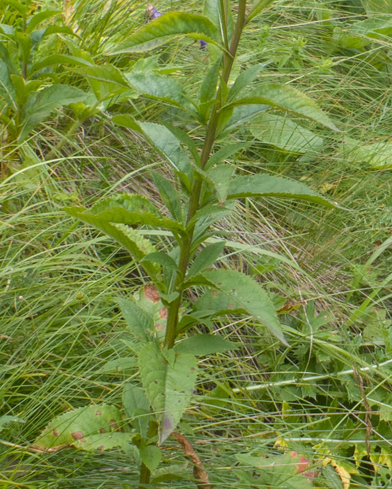 Изображение особи семейство Asteraceae.