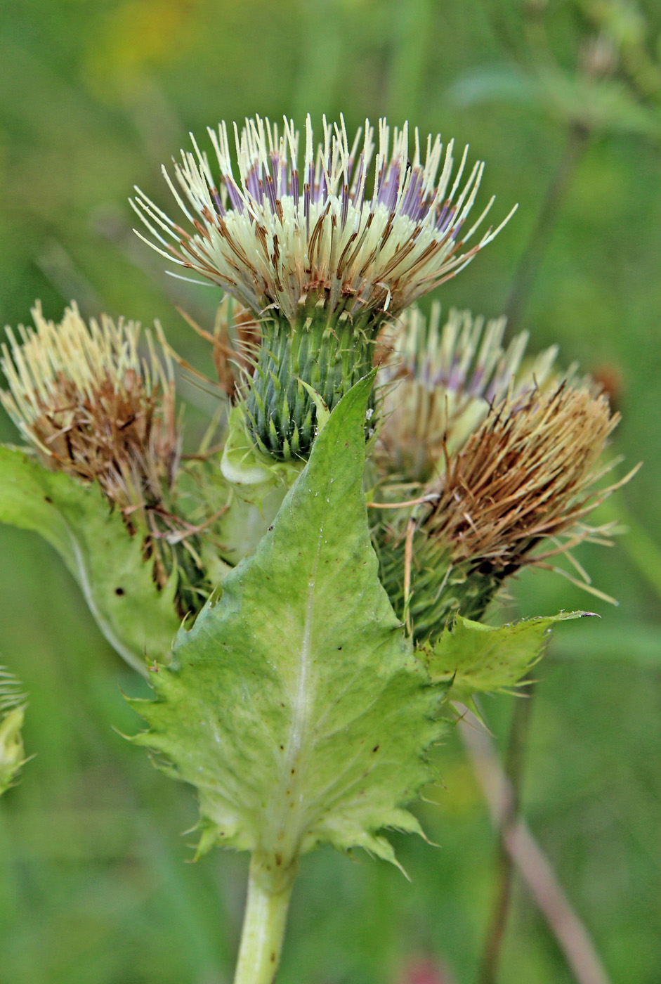 Изображение особи Cirsium oleraceum.
