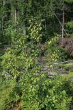 Frangula alnus. Плодоносящее растение. Беларусь, Витебская обл., окр. дер. Сурмино, край вырубки на месте елово-соснового леса. 12.08.2025.