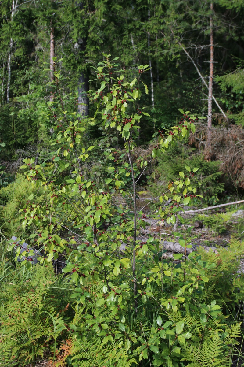 Изображение особи Frangula alnus.
