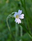 genus Cerastium. Цветок и бутоны. Псков, дворовая территория. 07.06.2025.