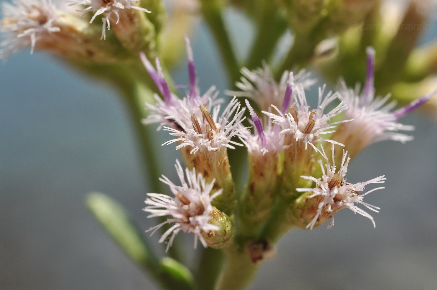 Image of Pluchea indica specimen.