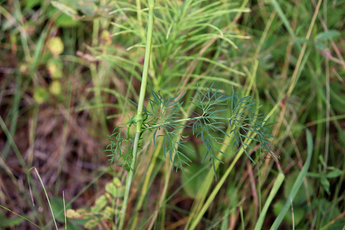 Image of Kadenia dubia specimen.