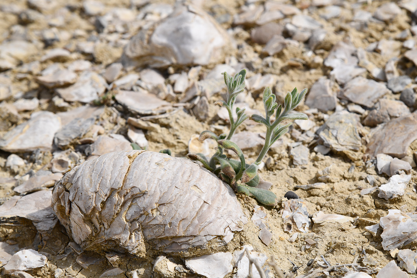 Image of Arnebia obovata specimen.