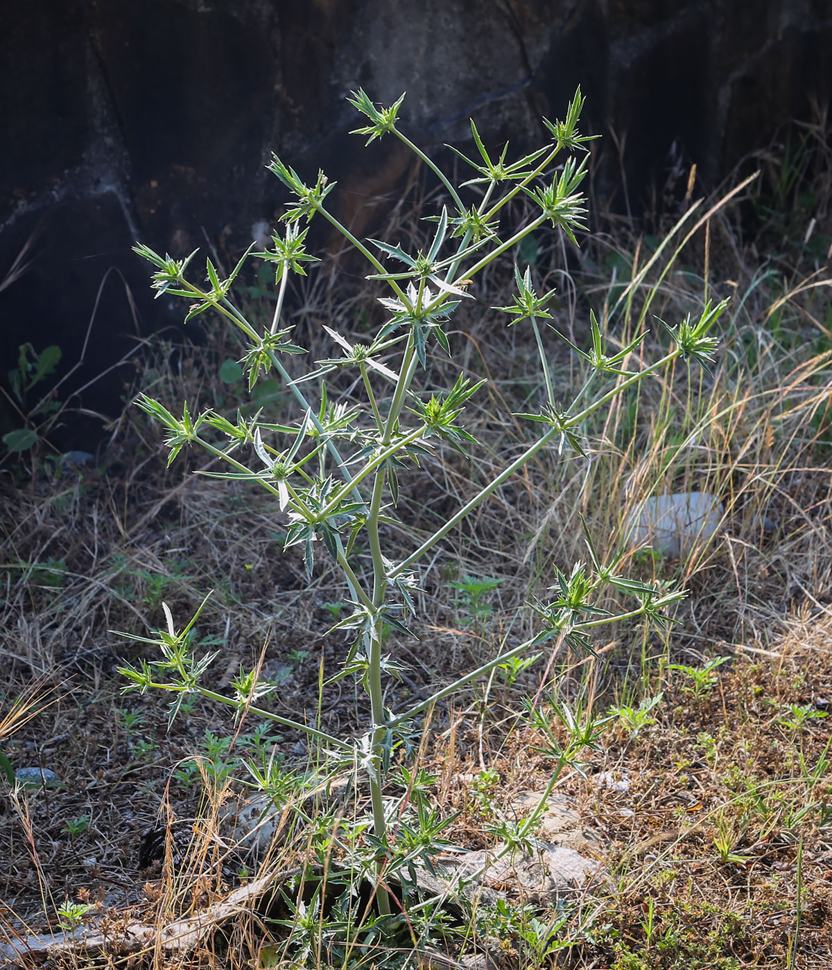 Изображение особи Eryngium creticum.