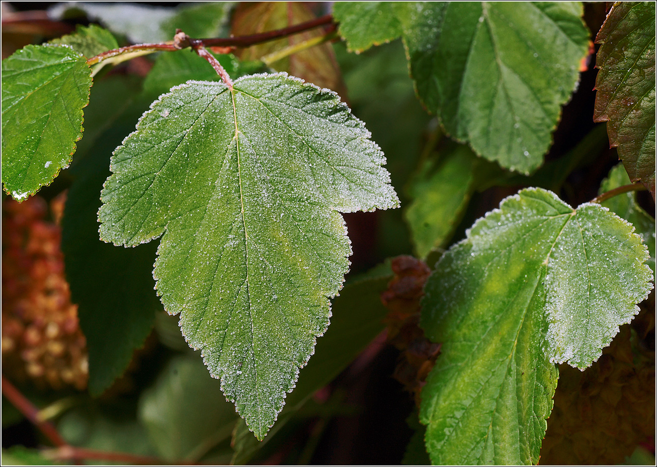 Image of Physocarpus opulifolius specimen.
