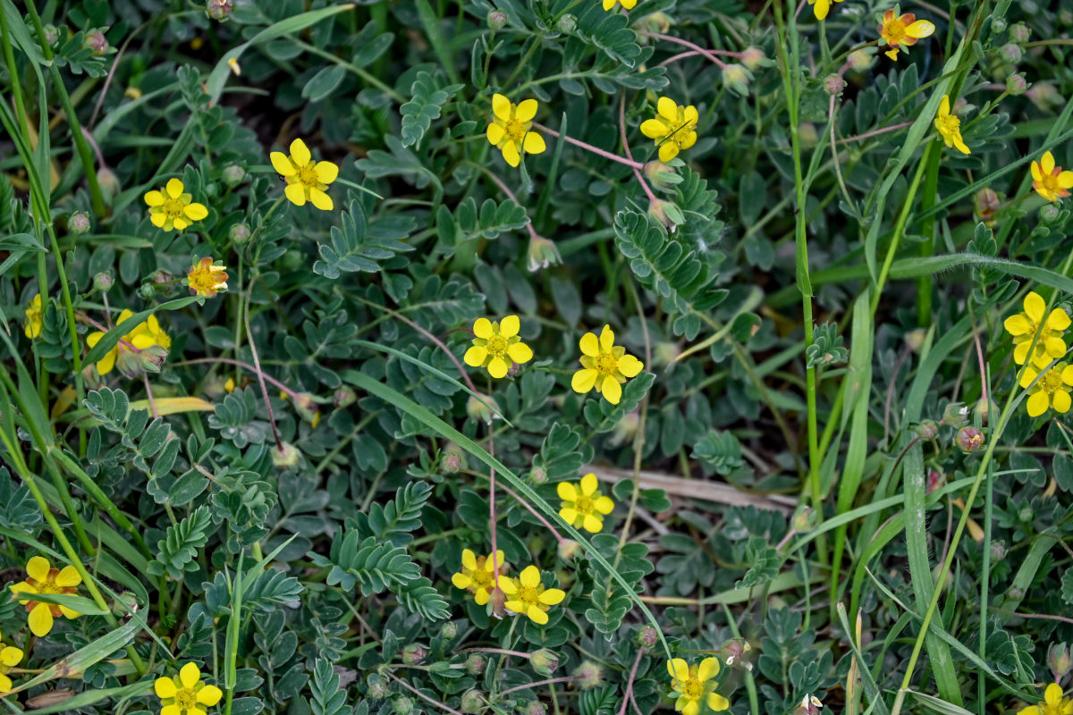 Image of Potentilla bifurca specimen.