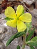 Helianthemum salicifolium