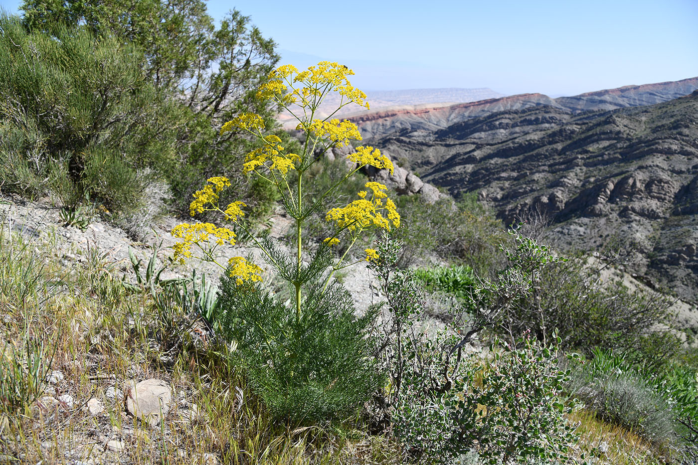 Изображение особи Prangos pabularia.