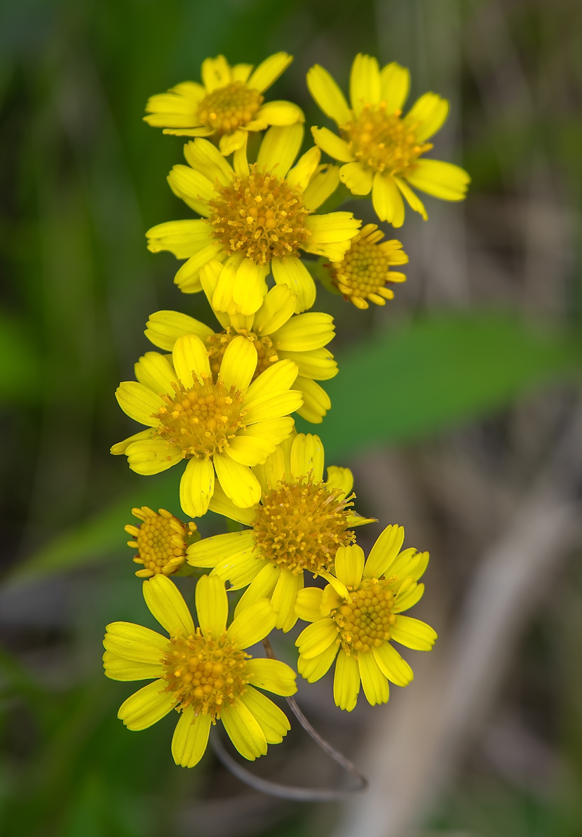 Image of genus Senecio specimen.
