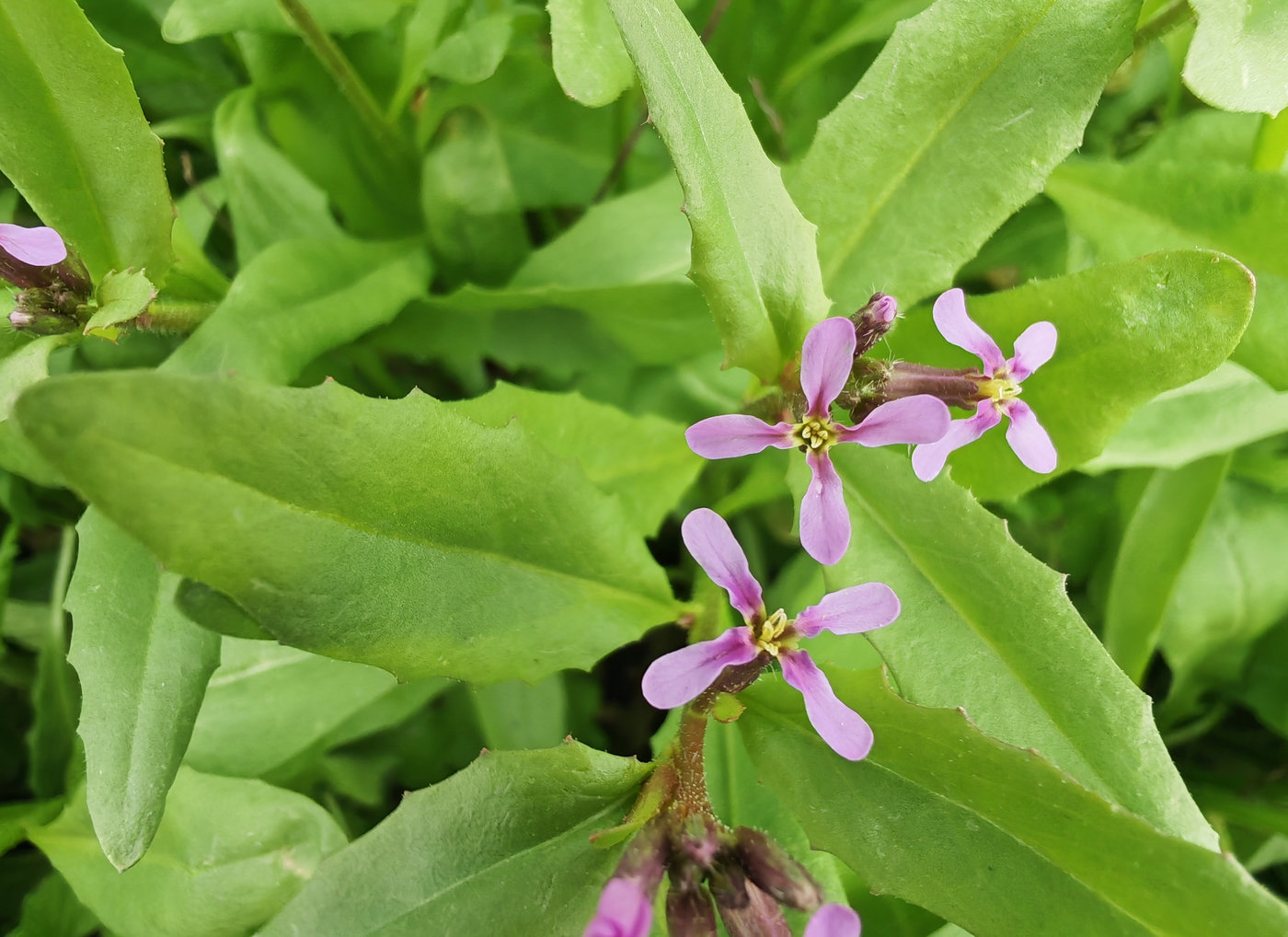 Image of Chorispora tenella specimen.