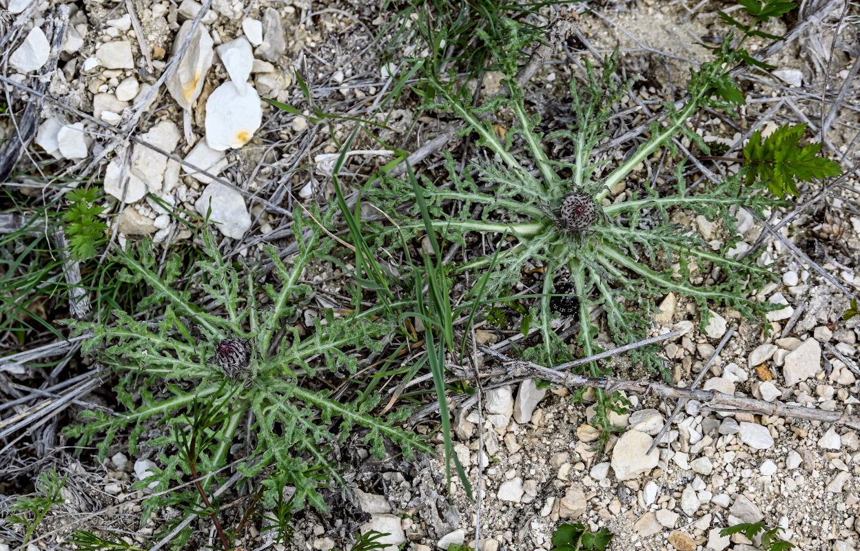 Изображение особи Jurinea cretacea.