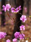Image of taxon representative. Author is Вера Волкотруб