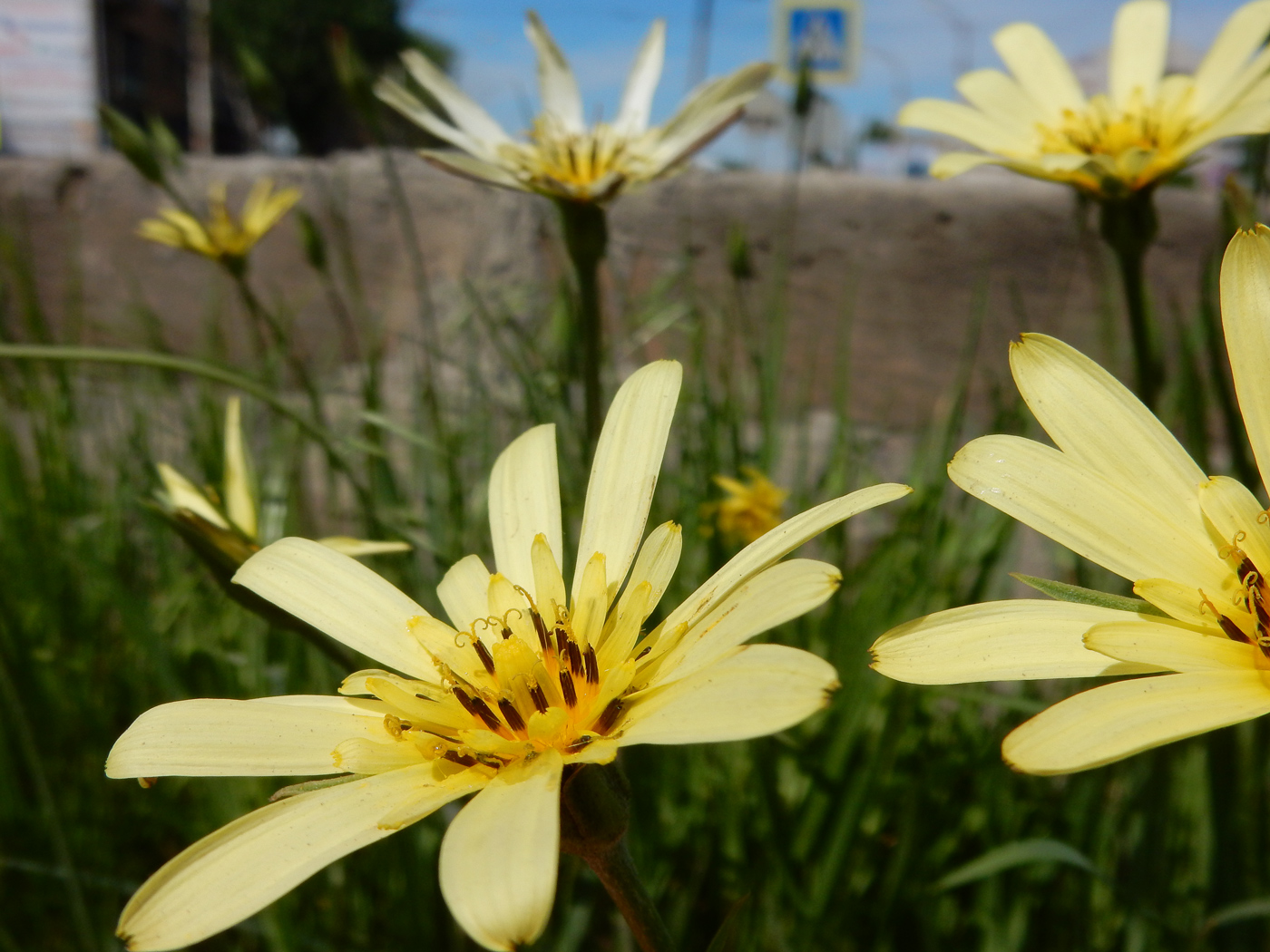 Изображение особи семейство Asteraceae.