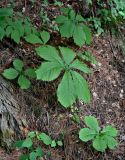 Rodgersia aesculifolia. Вегетирующие растения. Китай, пров. Шэньси, национальный парк \"Хуашань\", ≈ 2000 м н.у.м., смешанный лес. 02.06.2025.