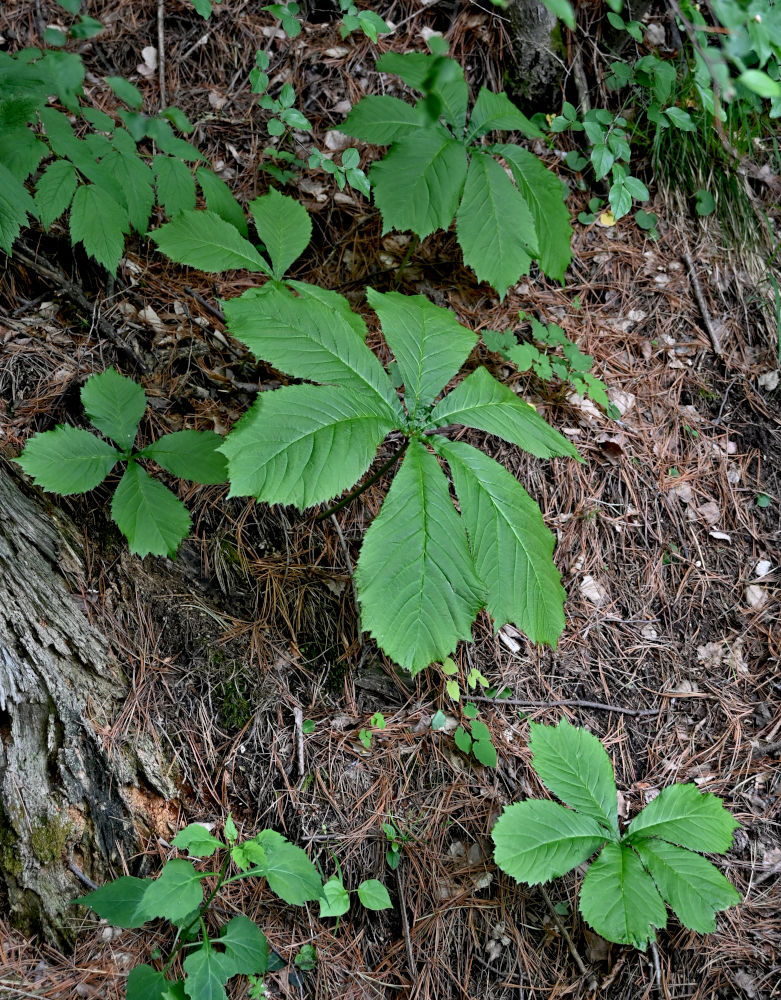 Изображение особи Rodgersia aesculifolia.