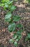 Euonymus europaeus. Побег. Волгоград, берег Волго-Донского канала, между шлюзами №№ 2 и 3, на склоне долины рукотворного ручья. 23.04.2025.