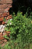 Chelidonium majus. Цветущее и плодоносящее растение в сообществе со злаками. С.-Петербург, Петергоф, Луговой парк, развалины Розового павильона. 07.06.2026.