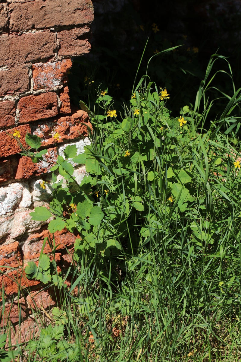 Изображение особи Chelidonium majus.