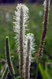 genus Plantago. Цветущее растение. Республика Дагестан, Ахтынский р-н, с. Ахты, 20.06.2018.