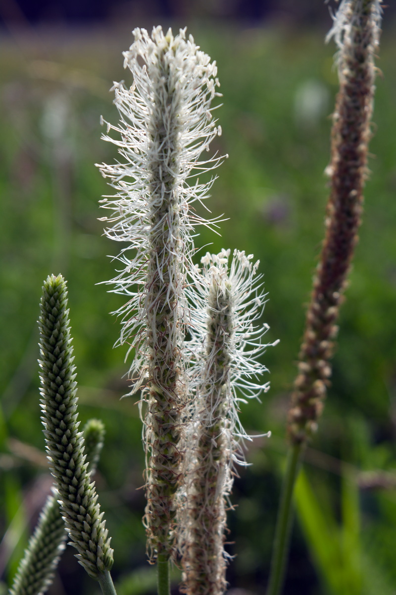 Image of genus Plantago specimen.