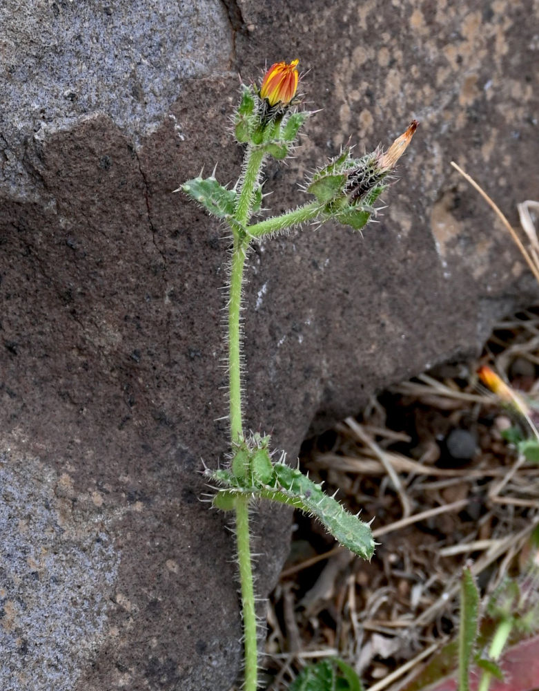 Image of Helminthotheca echioides specimen.