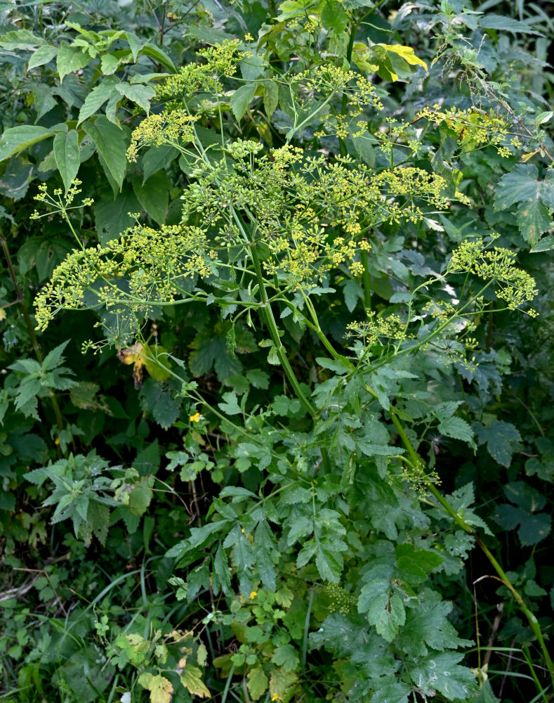 Изображение особи Pastinaca sativa.