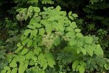 Aralia cordata