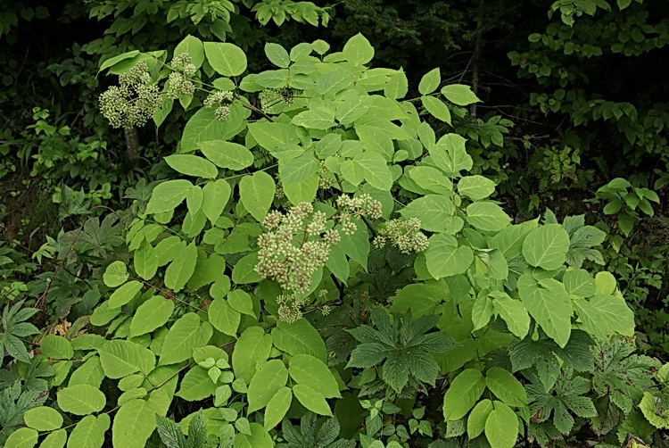 Image of Aralia cordata specimen.