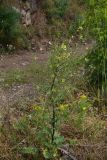 род Verbascum