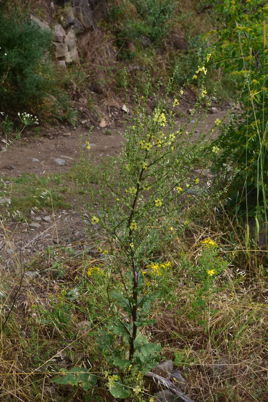 Изображение особи род Verbascum.