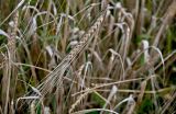 Hordeum distichon