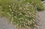 Смотреть изображение Pennisetum villosum