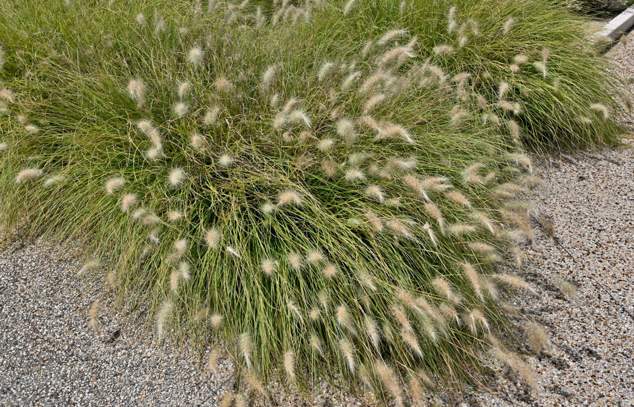 Изображение особи Pennisetum villosum.